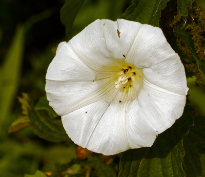 Blüte der Ackerwinde