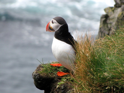 Papageitaucher auf Island (2)