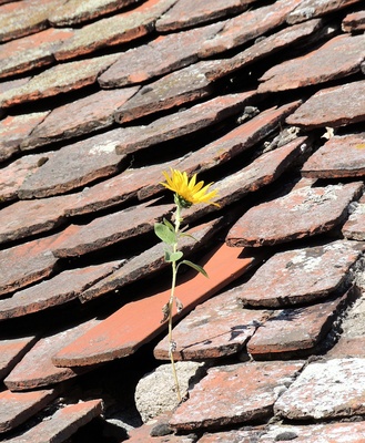 Junge Blüte auf altem Dach