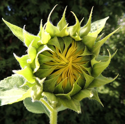 Sonnenblume (Blütenkorb)