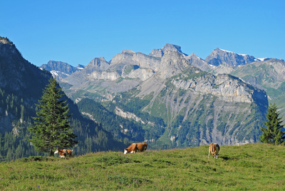 Typisch Berner Oberland