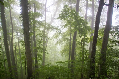 Laubwald im Morgennebel