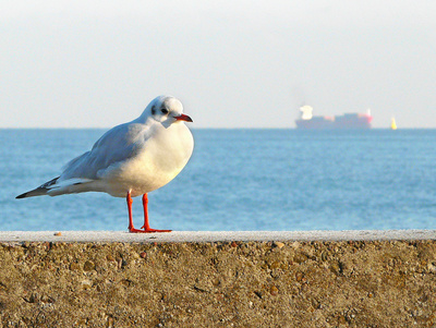 Seemöwe an der Ostsee