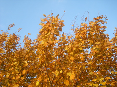 Herbstlich Schön