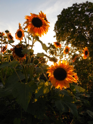 Sonnenblumen bei Sonnenuntergang