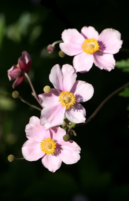 herbst-anemone