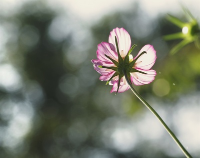 cosmea im gegenlicht