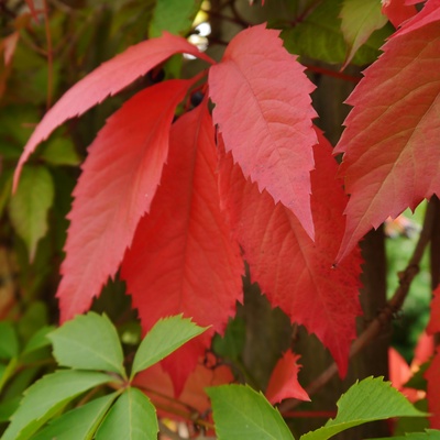 rotgefärbtes Herbstblatt
