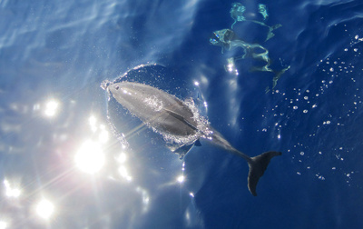Delfin im Atlantik aus der Vogelperspektive