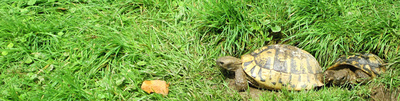 Landschildkröten vor Behausung