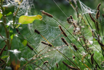 Altweibersommer Spinnennetz