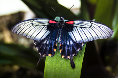 Asian Schwalbenschwanz (Papilio lowi)