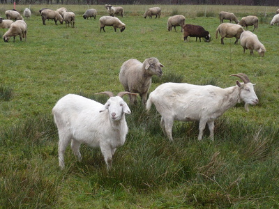 Schafe u. Ziegen im Sauerland