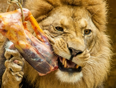 Löwe beim Mittagessen