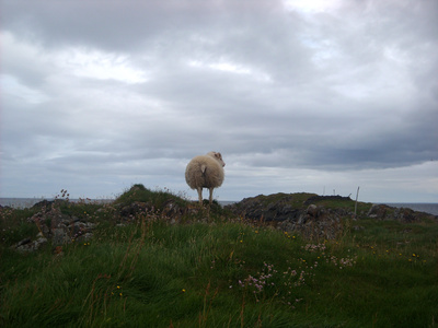 Schaf auf Island