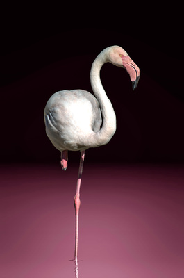 Flamingo Magentha