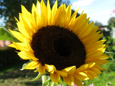 Sonnenblume das Licht im Herbst