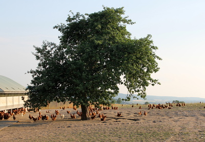 Glückliche Hühner