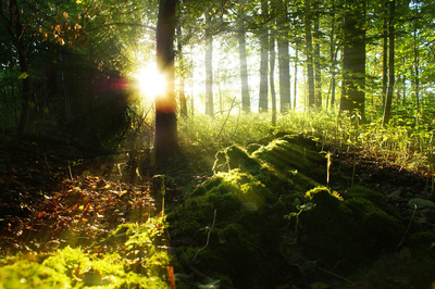 Wald erwacht Wald erwacht
