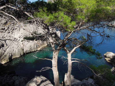 Baum, Fels und Wasser