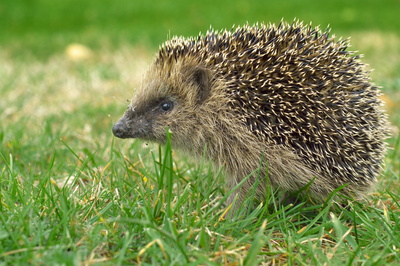 Junger Igel