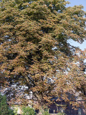 großer Kastanienbaum