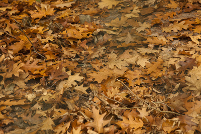 Herbstlicher Teppich