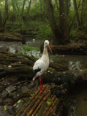 Storch