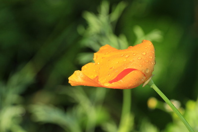 kalifornischer mohn