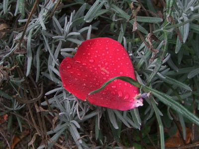 Rosenblatt auf herbstlichem Lavendel
