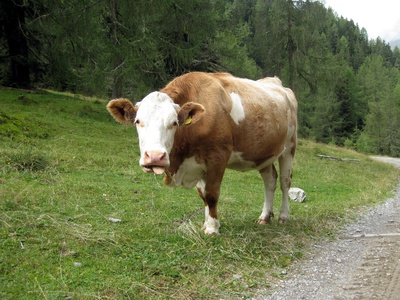 Auf der Alm...