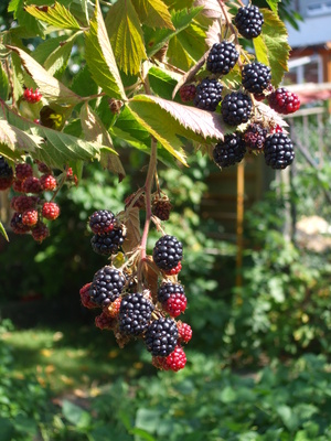 Brombeeren sind gesund