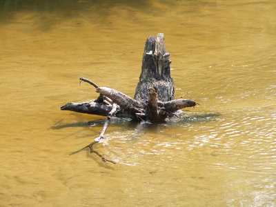 die Dinkel im Naturschutzgebiet "Lutterzand"