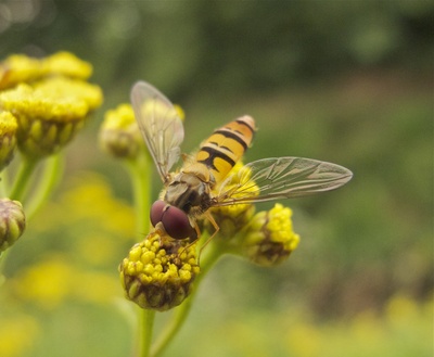 Hain-Schwebfliege