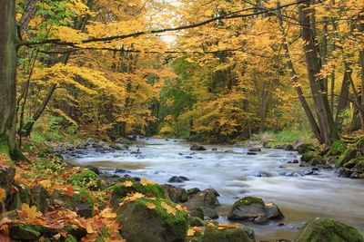 Goldener Herbst