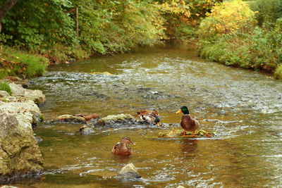 Enten im Bach II