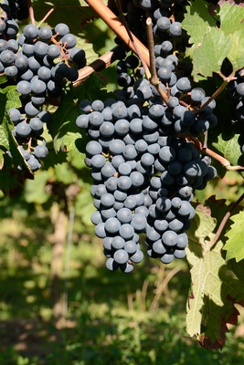 Rote Trauben Jahrgang 2013