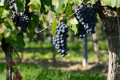 Rote Trauben Jahrgang 2013