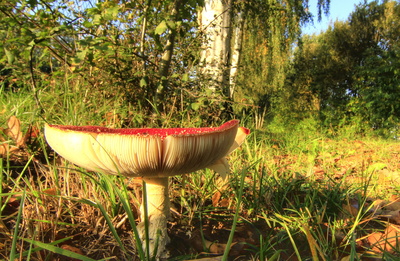 fliegenpilz im morgenlicht 2