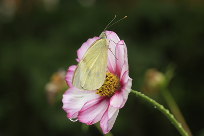 kohlweißling auf cosmea 2