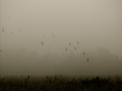 Gänse im Nebel