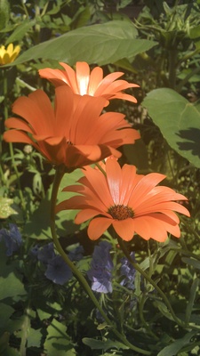 Sommerblumen orange 2