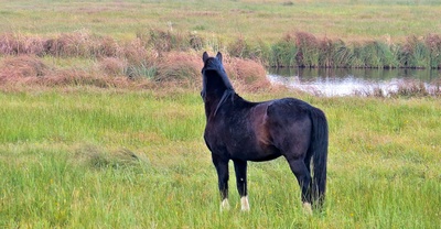 Schwarzes Pferd am Fluss