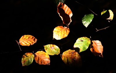 buchenblätter im gegenlicht