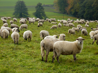 Schafe Im Sauerland