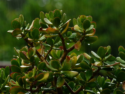 Geldbaum stand im Regen