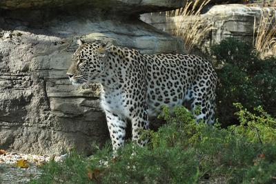 Persischer Leopard (3)