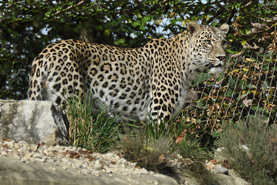 Persischer Leopard (1)
