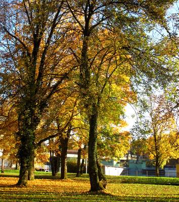 Park im Herbstkleid