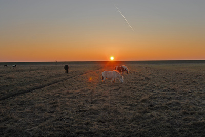 Sonnenuntergang mit Pferden und Seedeich auf Langeoog